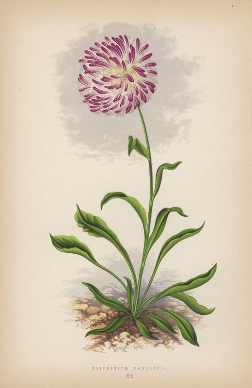 Trichinium Manglesii (renkli taş) by English School