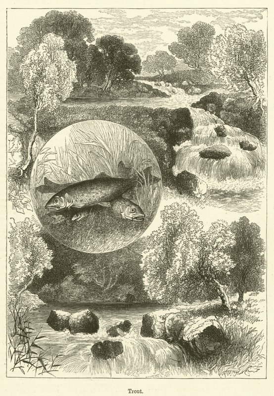 Alabalık (gravür) by English School