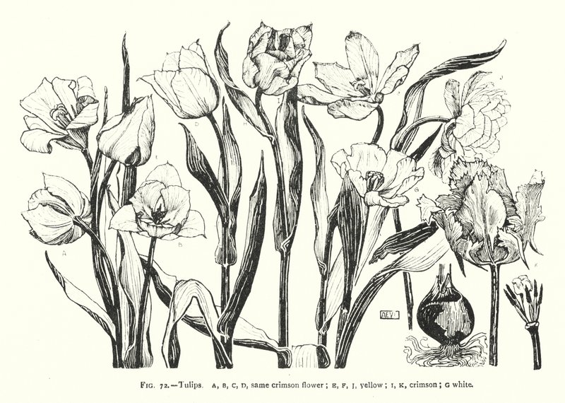 Laleler; aynı kıpkırmızı çiçek; sarı; kıpkırmızı; beyaz (gravür) by English School