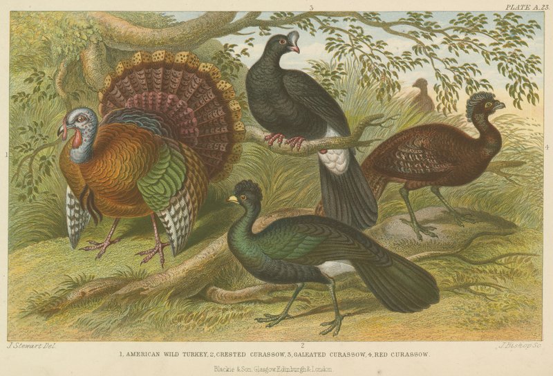 Türkiye ve curassows (renkli gravür) by English School