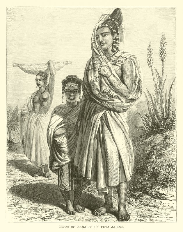 Futa-Jallon dişi türleri by English School