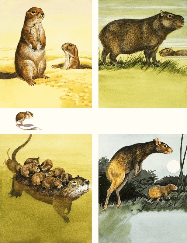 Coypu dahil tanımlanamayan hayvanlar montajı by English School