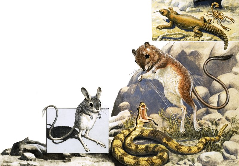 Jerboa, yılan ve akrep ile tanımlanamayan hayvanlar montajı by English School