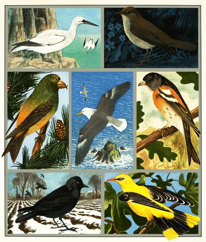 Unidentified bird montage by English School