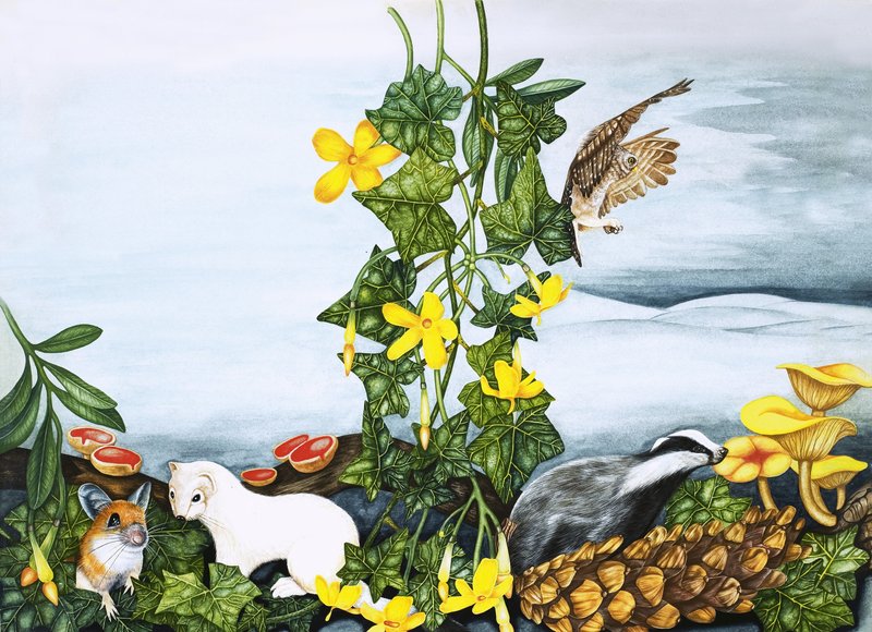 Unidentified plants and animals, including owl, badger and weasel by English School