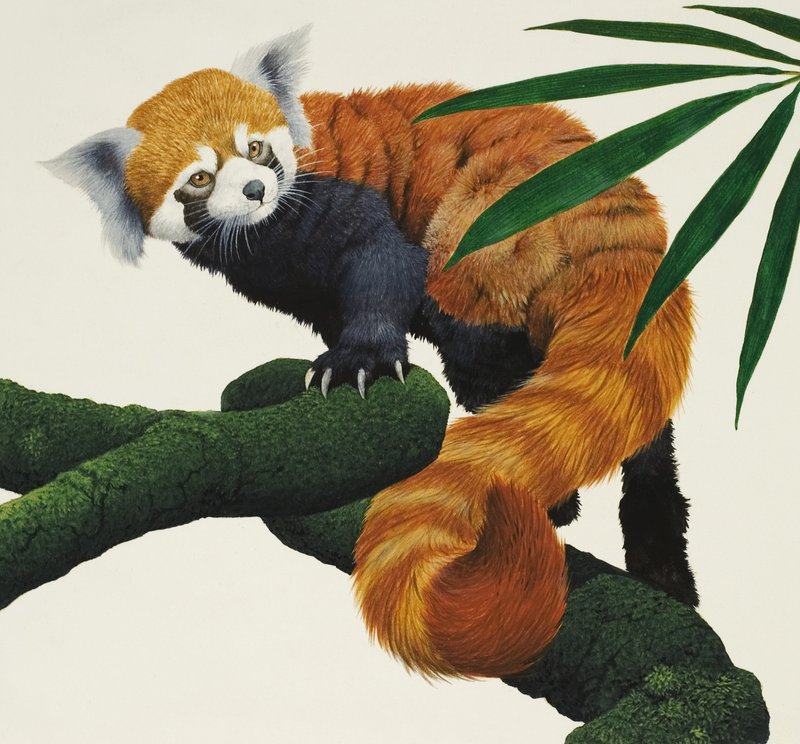 Unidentified small furry animal by English School