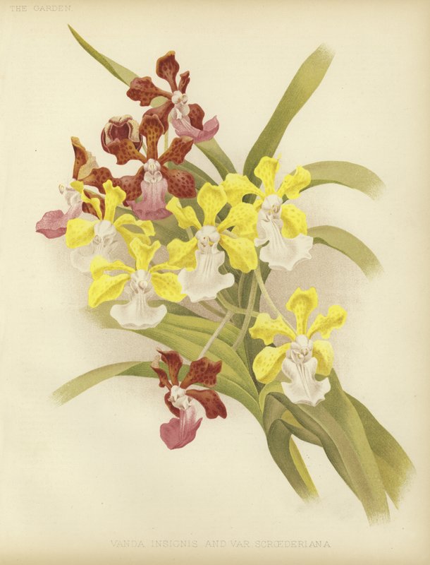 Vanda insignis ve var scroederiana by English School