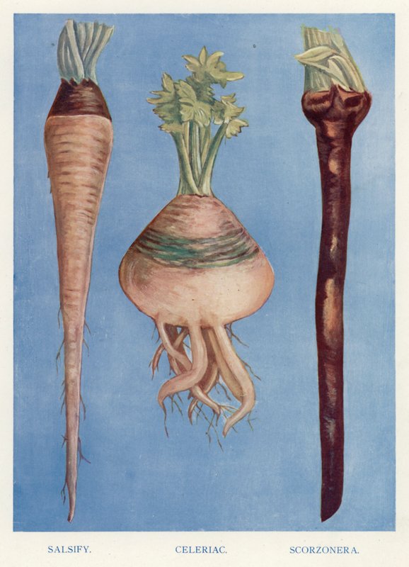 Sebze Yetiştirici Rehberi: Salsify, Kereviz, Scorzonera (renkli taş) by English School