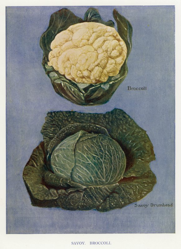 Sebze Yetiştirici Rehberi: Savoy, Brokoli (renkli taş) by English School