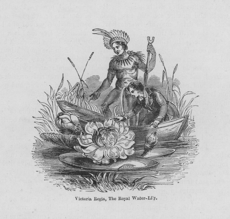 Victoria Regia, Kraliyet Nilüferi (renkli gravür) by English School