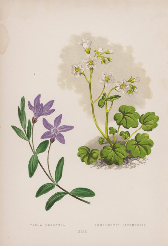 Vinca Herbacea; Romanzovia Sitchensis (renkli taş) by English School