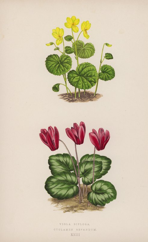 Viola Biflora; Siklamen Repandum (renkli lito) by English School