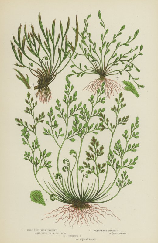 Wall Rue Spleenwort, Alternatif Yapraklı Spleenwort, Çatallı Spleenwort (renkli litho) by English School