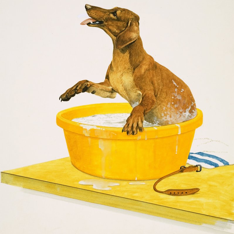 köpeği yıkamak by English School