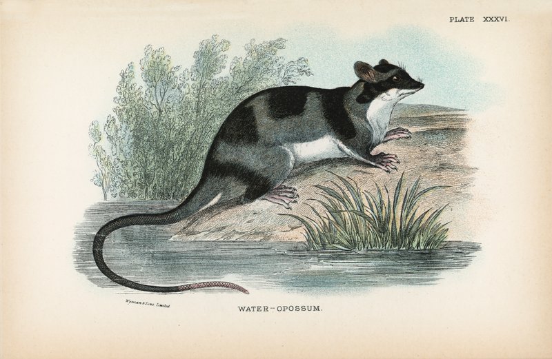 Su-Opossum by English School