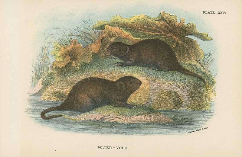 Su-Vole by English School