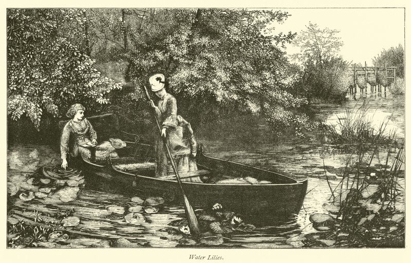 Su zambakları by English School