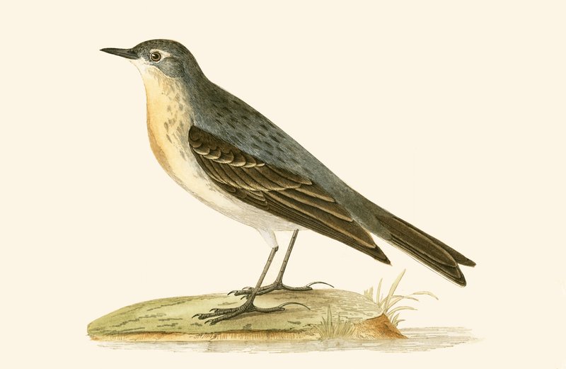 Water Pipit, Charles Robert Bree (1811-86) tarafından 