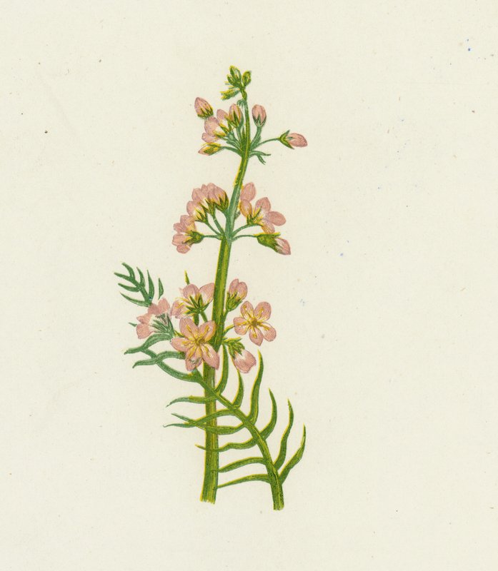 Su Menekşesi, Hottonia Palustris by English School
