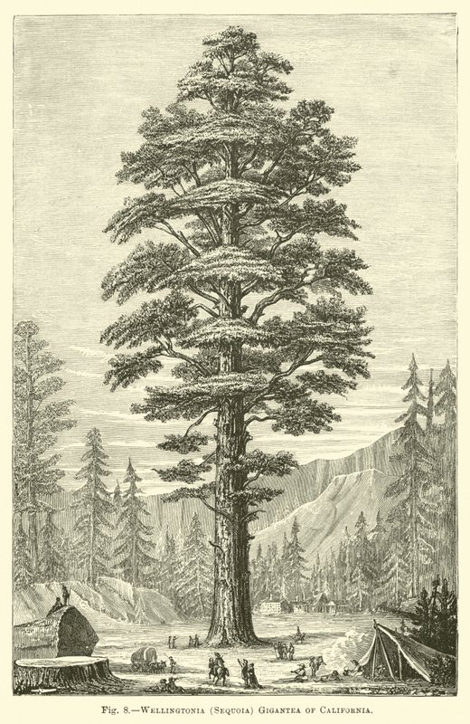 Wellingtonia (Sequoia) California Gigantea by English School