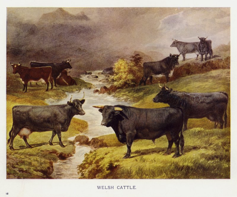Galli Sığır (renkli lito) by English School