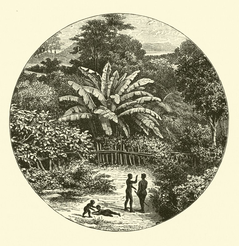 Batı Afrika by English School