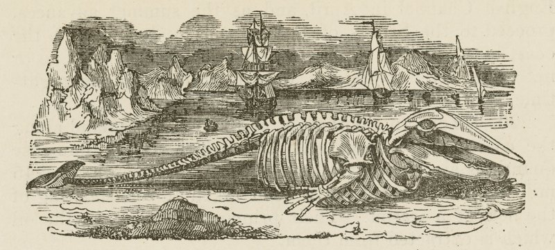 Balina İskeleti (gravür) by English School