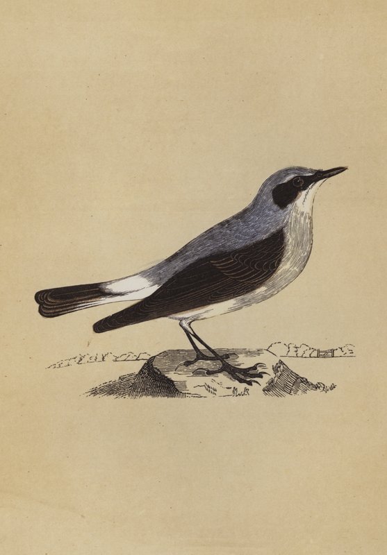 Wheatear (renkli taş) by English School