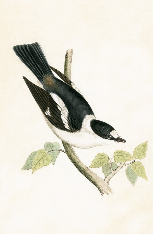 Beyaz Yakalı Sinekkapan, Charles Robert Bree (1811-86) tarafından 