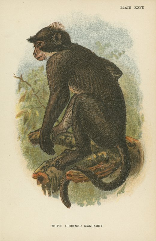 Beyaz Taçlı Mangabey by English School