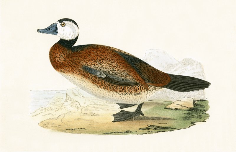 Beyaz Başlı Ördek, Charles Robert Bree (1811-86) tarafından 