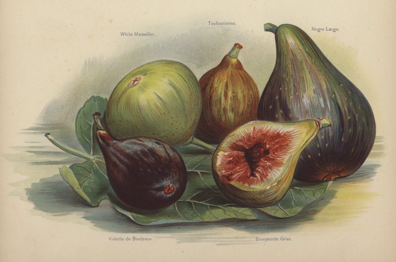 Beyaz Marsilya, Toulouse, Schwarze Largo, Violette de Bordeaux, Bourjasotte Grise by English School