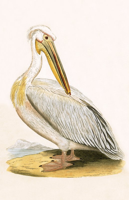 Beyaz Pelikan, Charles Robert Bree (1811-86) tarafından 
