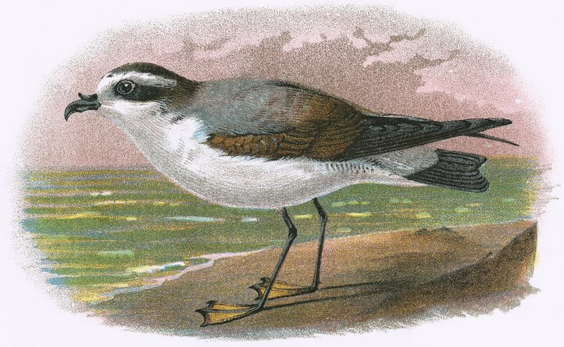 Beyaz karınlı Petrel by English School