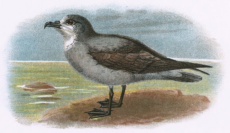 Beyaz boğazlı Gri Petrel by English School