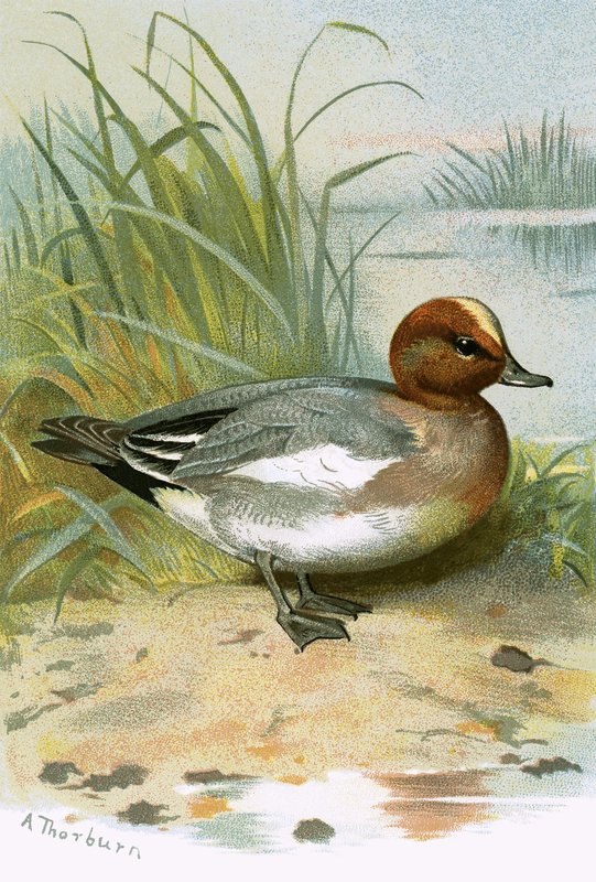 Widgeon by English School