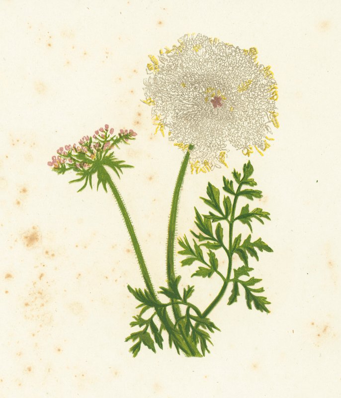 Yabani Havuç, Daucus Carota by English School
