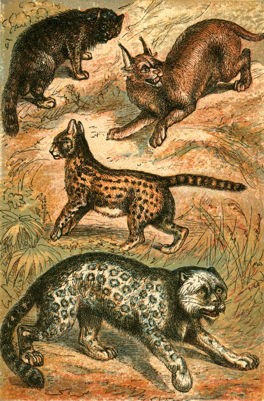 Yabani Kedi, Serval, Ons ve Karakulak by English School