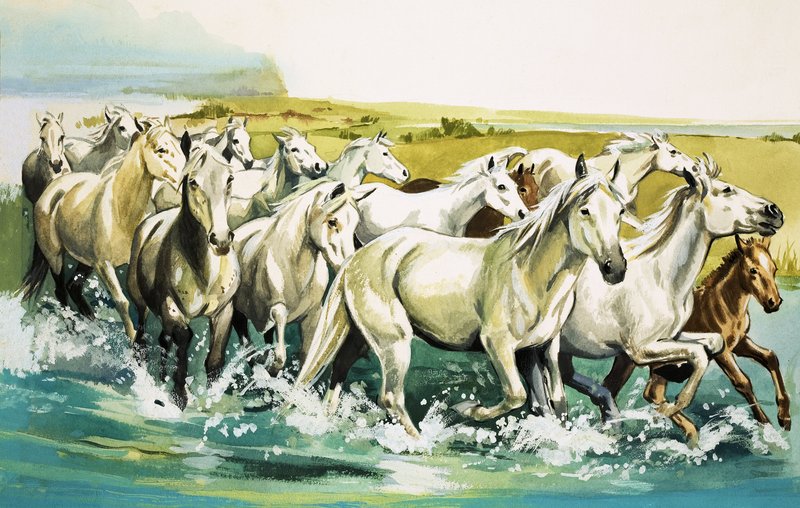 Camargue