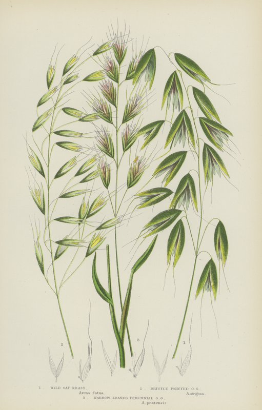 Yabani Yulaf Otu, Kıl Sivri Yulaf Otu, Dar Yapraklı Çok Yıllık Yulaf Otu (renkli litho) by English School