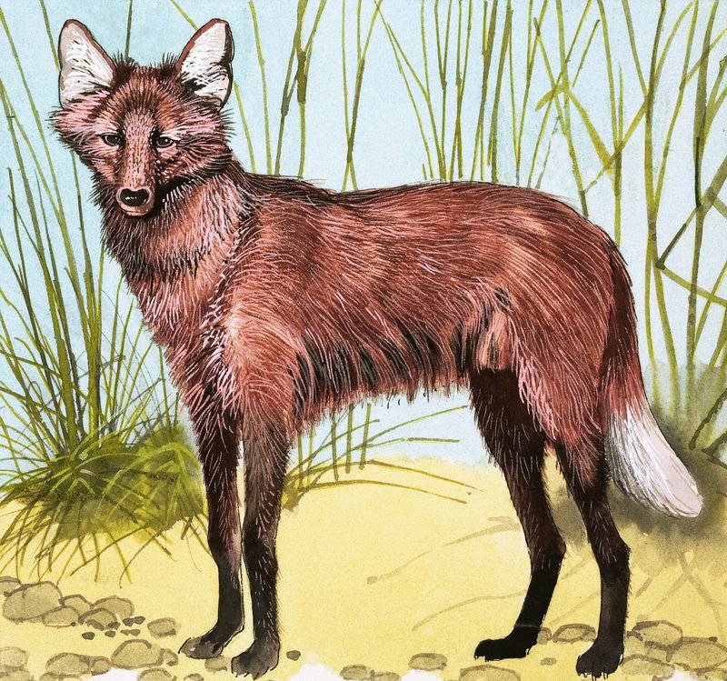 Wild dog by English School