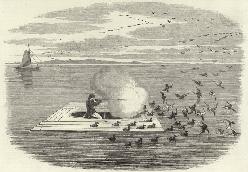Potomac üzerinde yaban ördeği çekim by English School