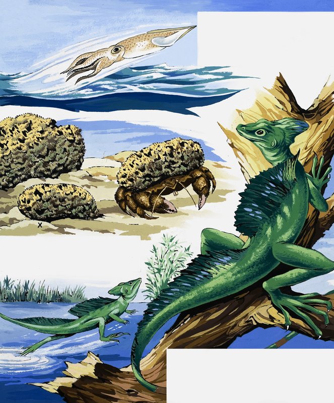 Wildlife montage by English School