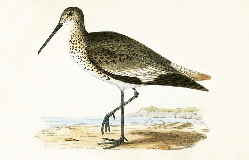 Willet, Charles Robert Bree (1811-86) tarafından 