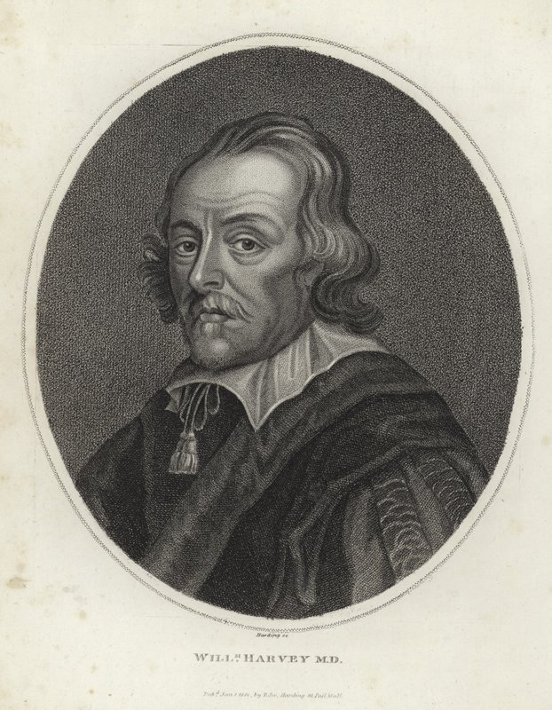 William Harvey by English School