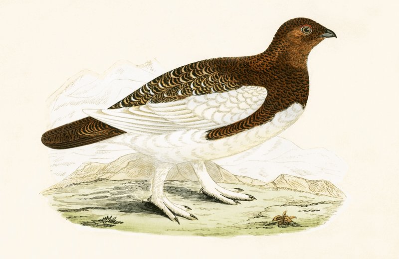 Willow Grouse, Charles Robert Bree (1811-86) tarafından 