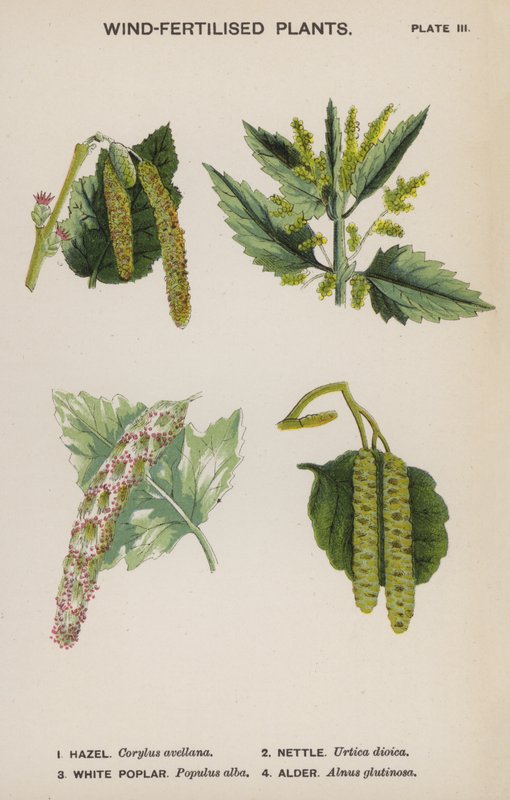 Rüzgarla Gübrelenmiş Bitkiler (renkli lito) by English School