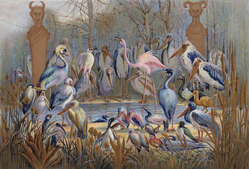 Bilge veya Aksi, kuş yaşamı üzerine bir çalışma (chromolitho) by English School