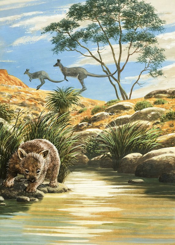 Wombat ve Kangurular by English School