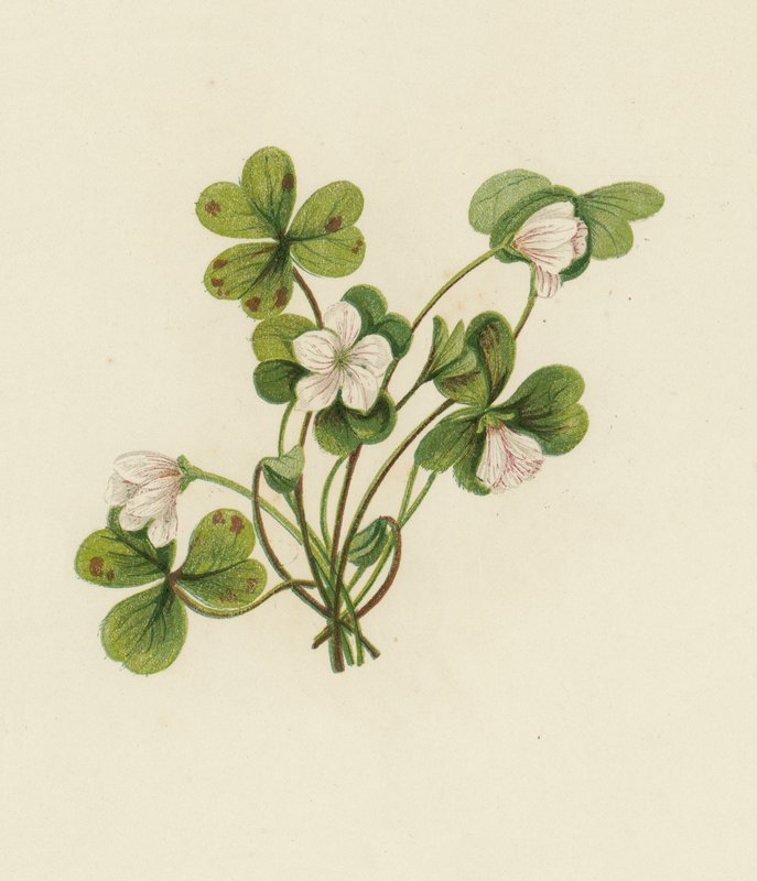 Odun Kuzukulağı, Oxalis Acetosella (renkli taş) by English School